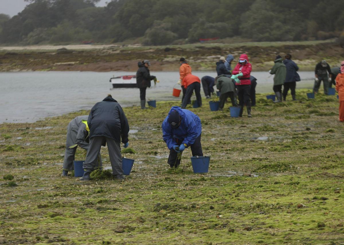 Mariscadoras recogiendo algas, ayer, en A llla. | NOÉ PARGA