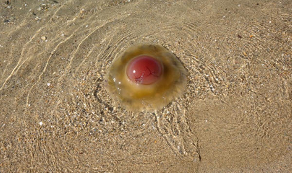 ¿Cuál es la medusa del Mediterráneo que resistirá el cambio climático?