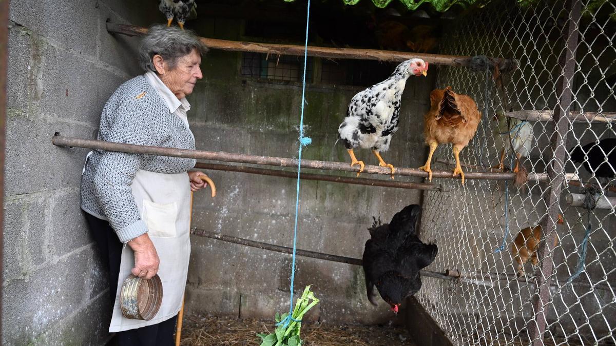 Nieves Villaverde, vecina de Marcón, alimenta a sus gallinas.