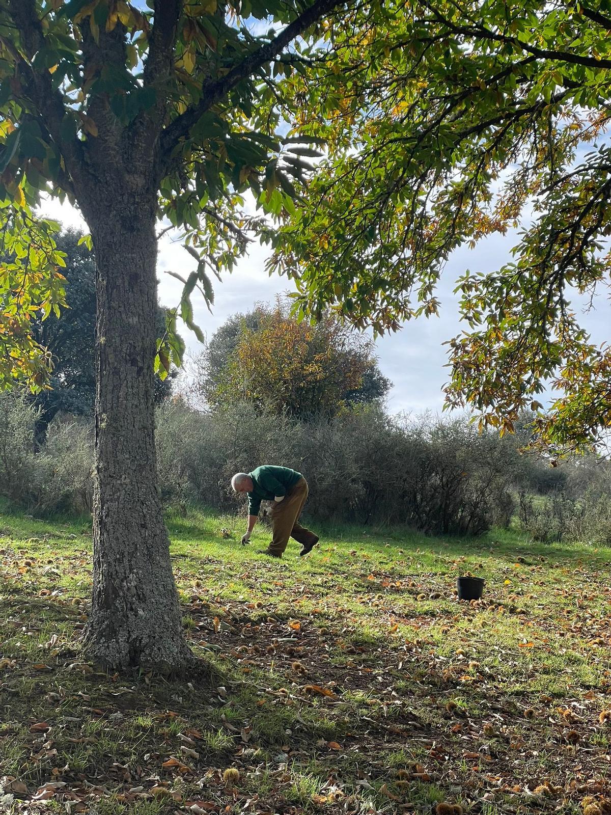 Un recolector de castañas en Sejas