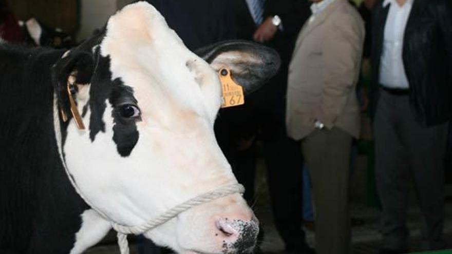 La feria representa un escaparate de la calidad de la cabaña bovina de la zona.  // Bernabé/Patricia Figueiras