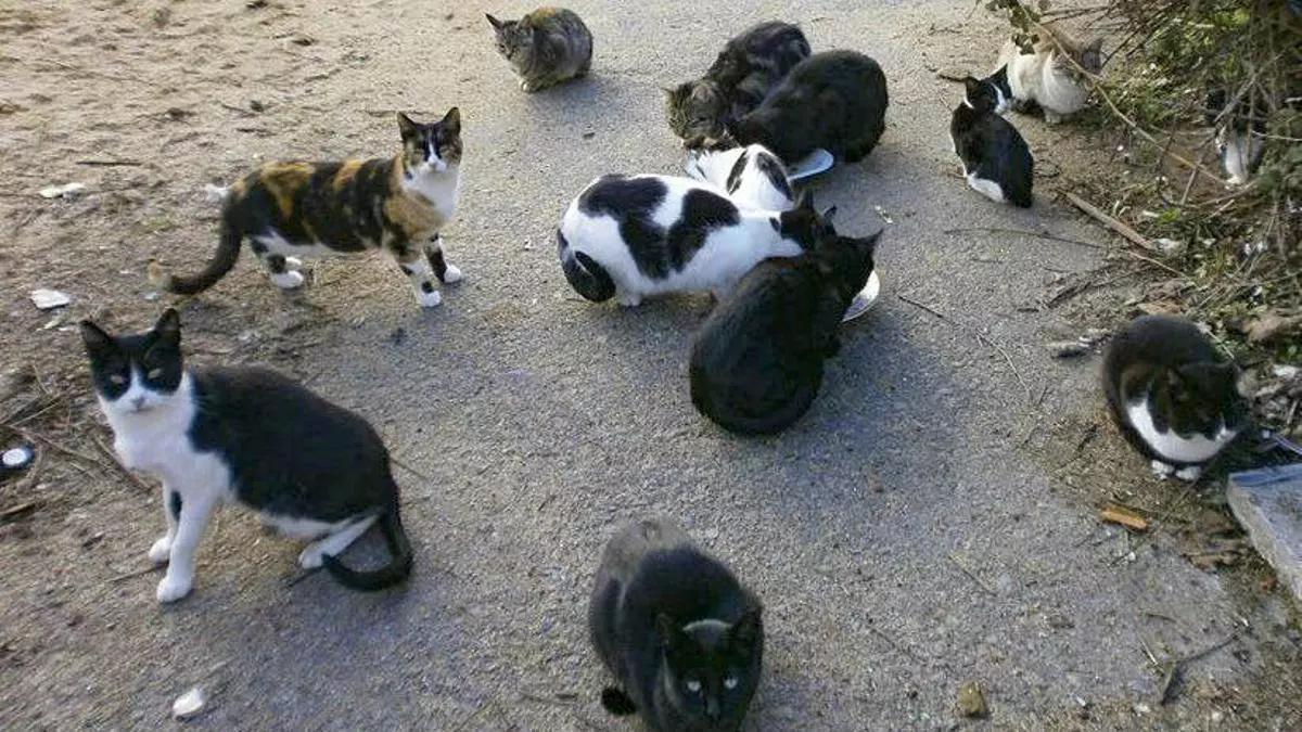 Imagen de archivo de una colonia felina.