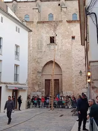 Las imágenes de la retirada del Pi de Sant Antoni de Pollença