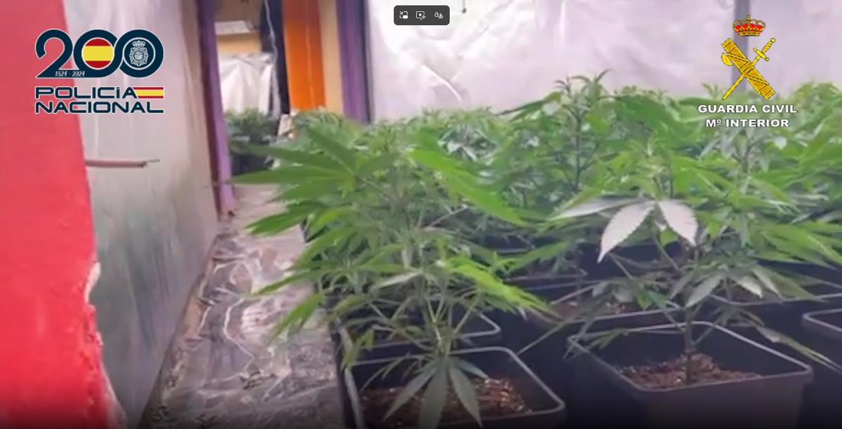 Plantones de marihuana