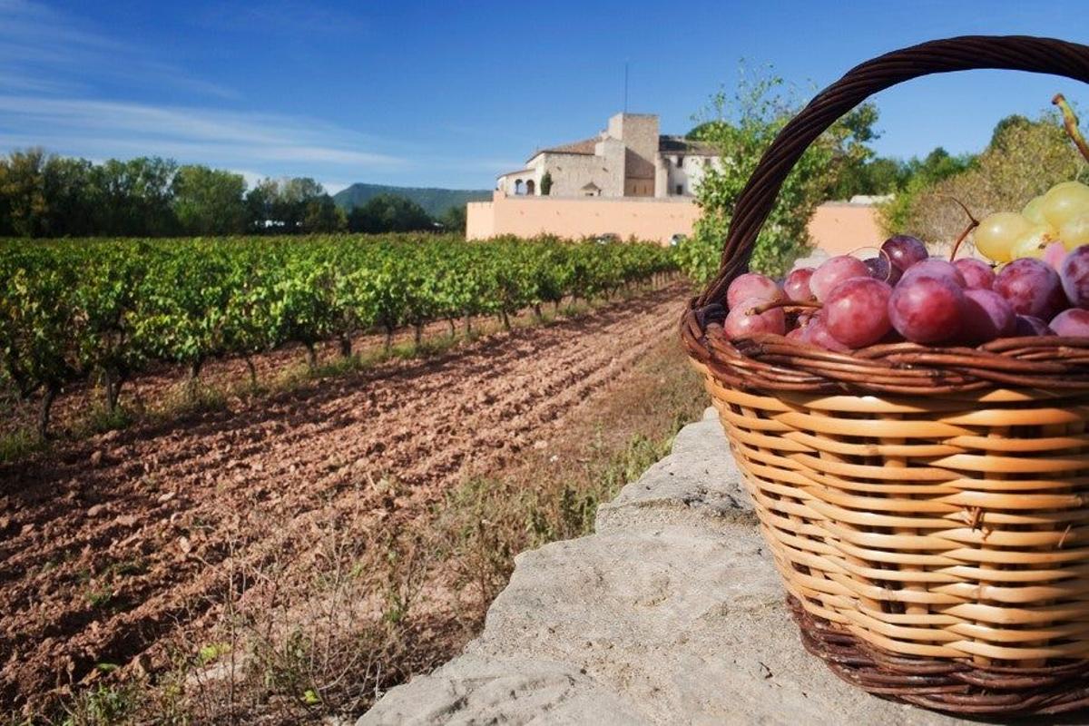 Viñedos Oller del Mas, en Manresa