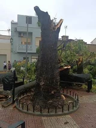Cae el histórico árbol de la plaza de la Iglesia de Estivella tras el fuerte temporal