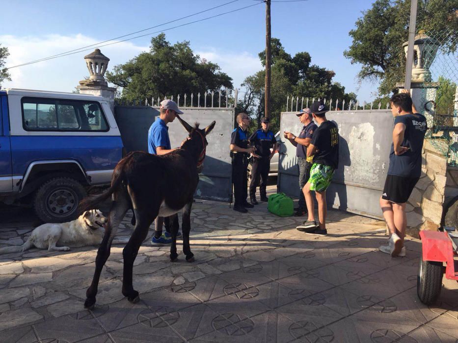 Rescaten un burro català a Maçanet