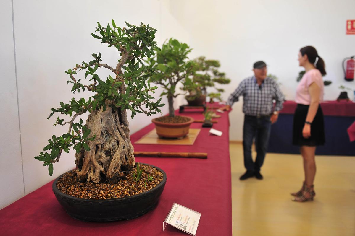 Los especialistas de esta técnica de cultivo sostienen que se puede hacer un bonsái con cualquier tipo de árbol