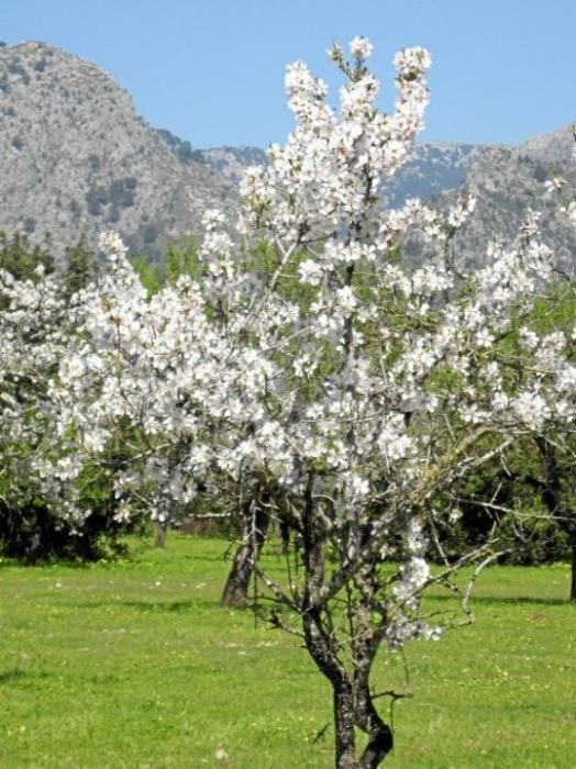 Mandelblüte auf Mallorca