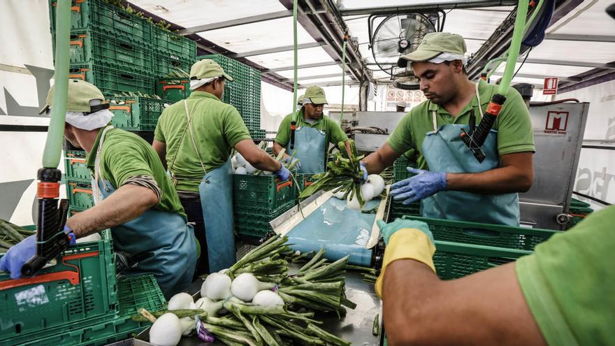 La importación de cebollas de Nueva Zelanda y Perú hunde los precios en la provincia