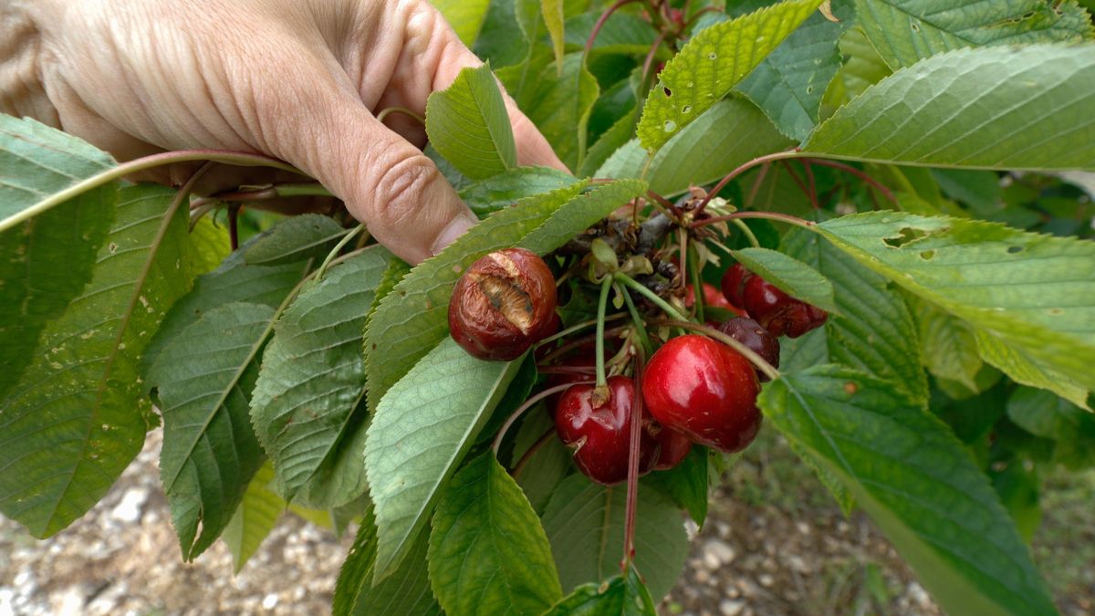 Cerezas dañadas por las lluvias.