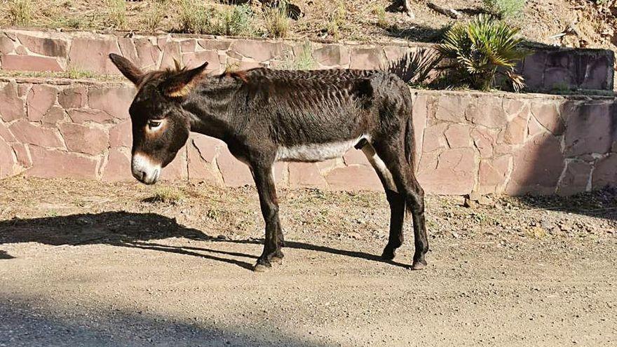 Dimite el director de Medio Natural por la muerte de los burros