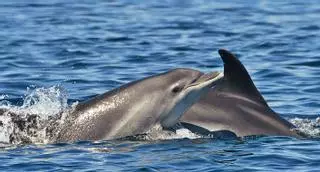Los delfines, cada vez más tiempo al lado de mamá