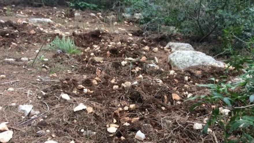 Los jabalíes se asoman a un mirador turístico de Xàbia