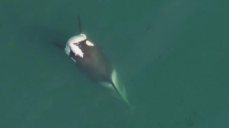 Las orcas recuperan la &#039;moda&#039; de ponerse un salmón como sombrero