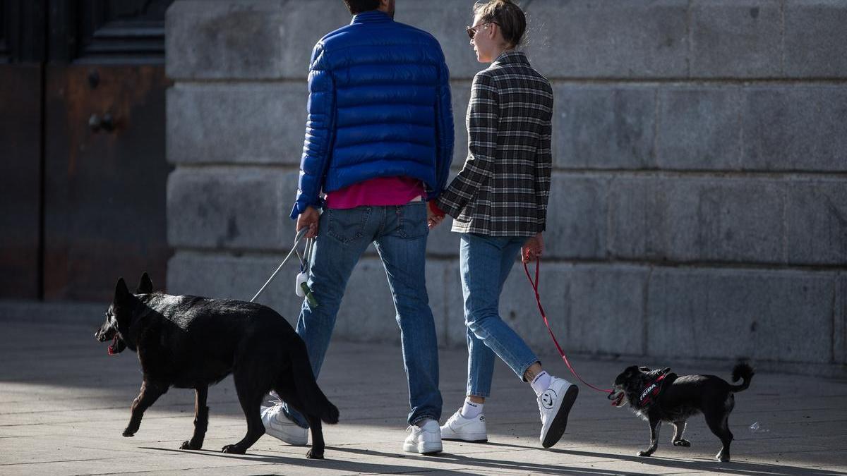 Una pareja pasea a los perros en la calle.
