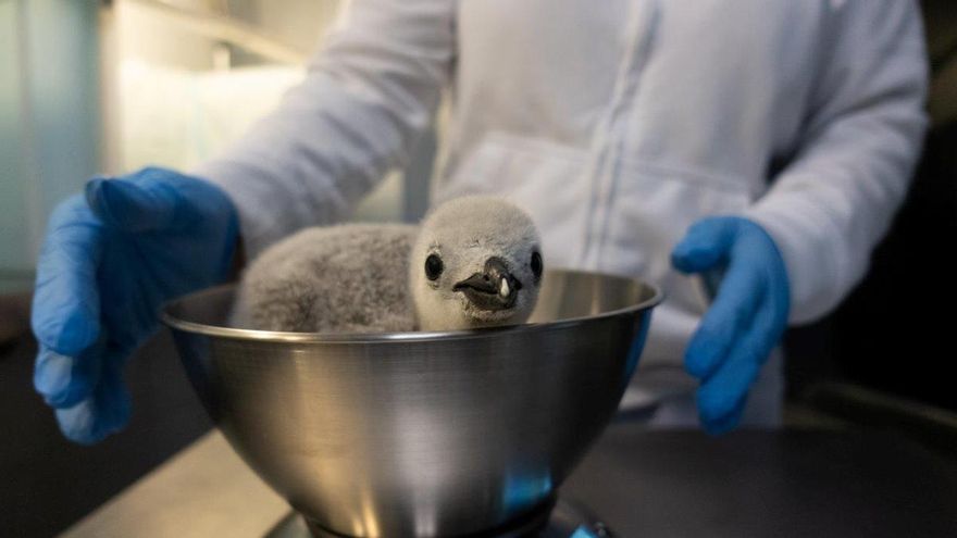 Loro Parque celebrates the birth of a dozen cubs of three species of penguins