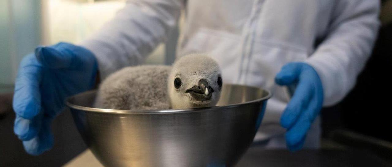 Pesaje de la cría de pingüino barbijo en el Baby Penguin de Loro Parque