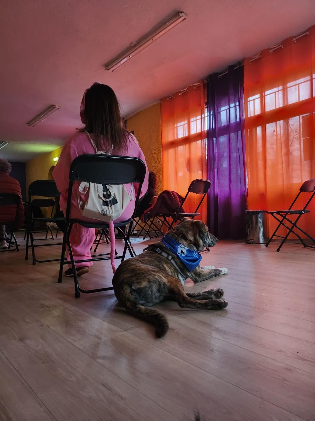 El desfile de mascotas de Grado, en imágenes