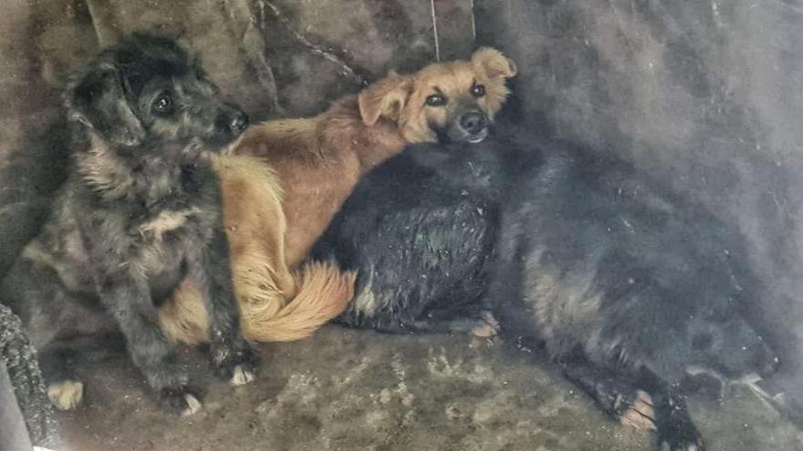 Tres de los perros «rescatados» de La Torre de les Maçanes.