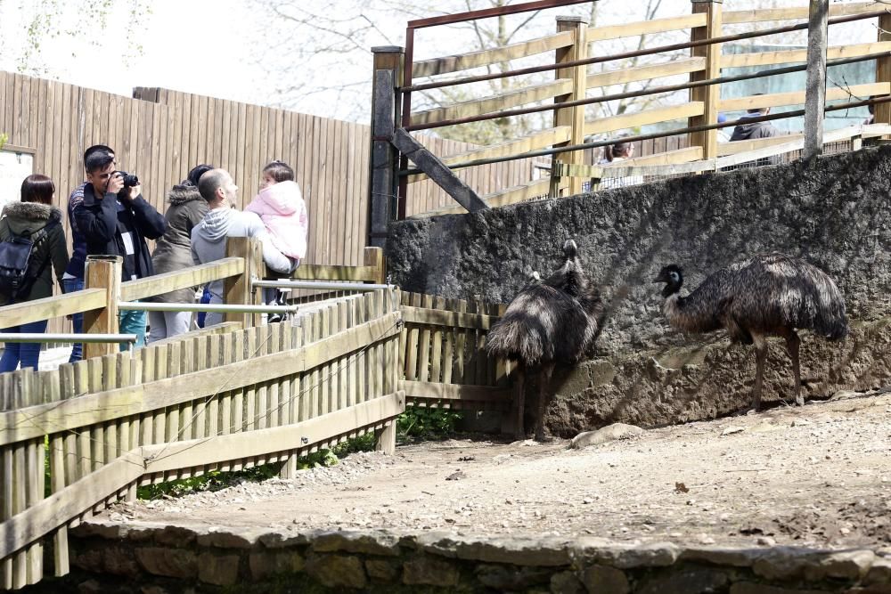 La Reconquista de Vigozoo