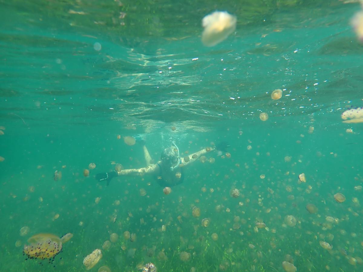 Isabel Rubio, integrante de Pacto por el Mar Menor, inspecciona las poblaciones de medusa de la laguna.