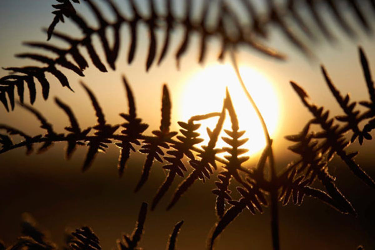 L’alba vista a través de les fulles d’una falguera a Herdecke (Alemanya)