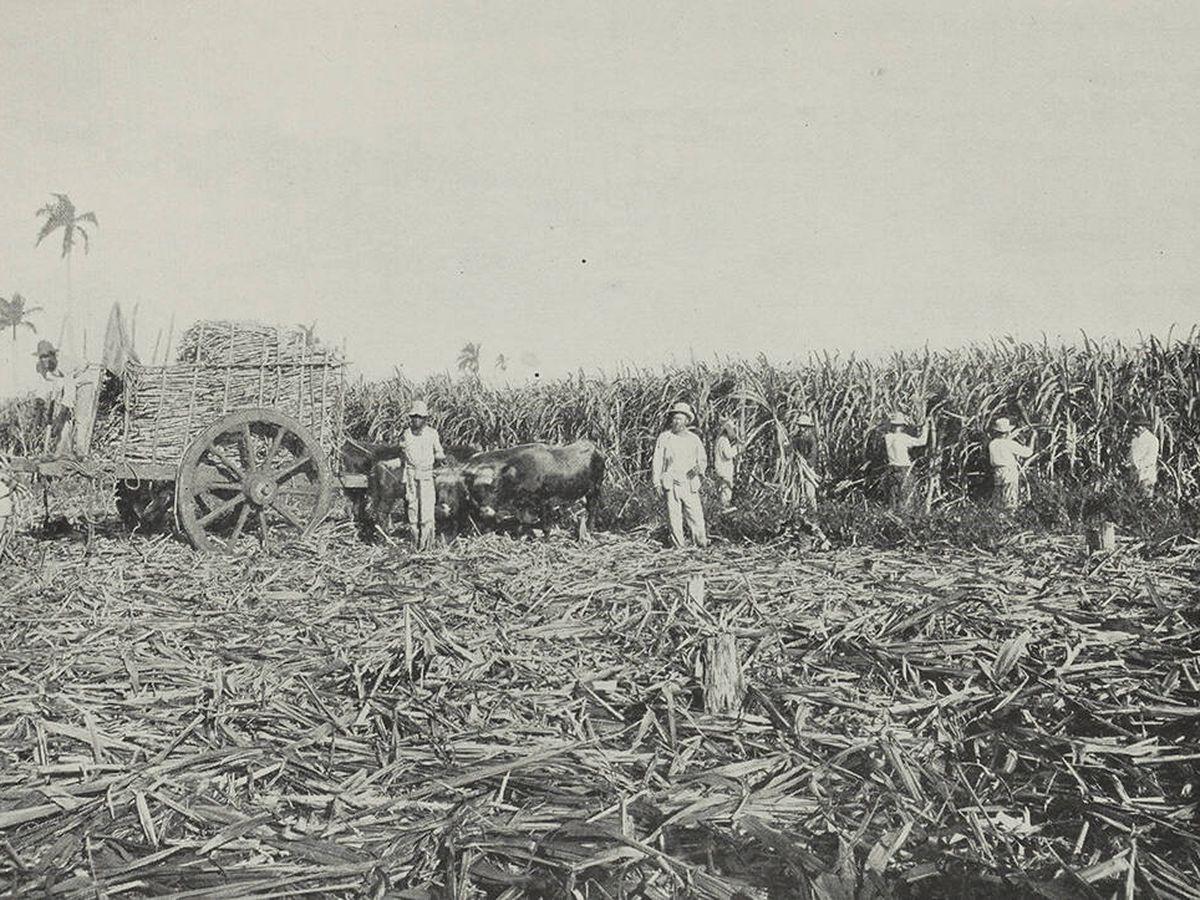 Inmigrantes de Asturias y Galicia trabajando en la zafra de azúcar.