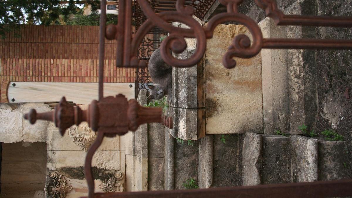 Un gato descansa en uno de los panteones históricos del cementerio de San Clemente.