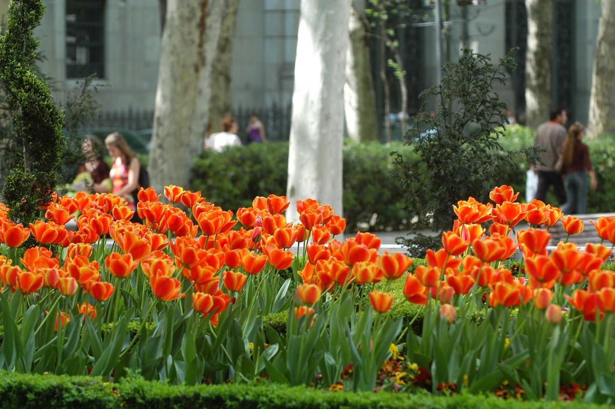 Madrid se convierte en una 'pequeña Holanda' a estas alturas del año