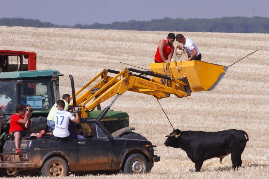 Fiestas en Zamora: Encierro campero en VIllaescusa