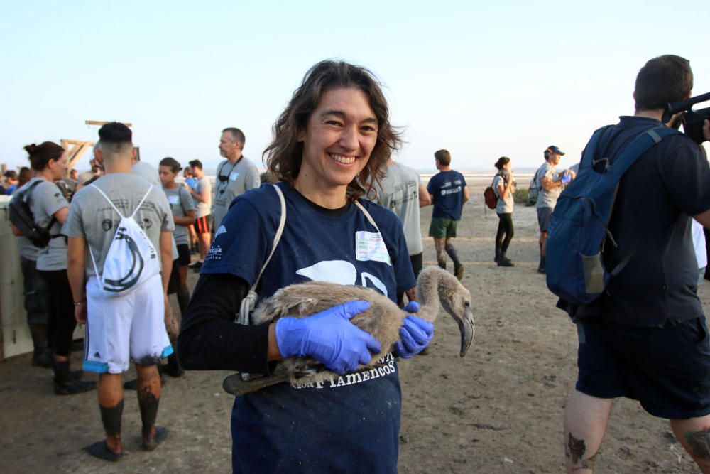 Unos seiscientos pollos de flamenco han sido anillados este sábado por voluntarios procedentes de toda España en la Reserva Natural Laguna de Fuente de Piedra,, actividad con la que la Junta realiza el seguimiento individual de estas aves y estudia diferentes aspectos de la biología de esta especie.