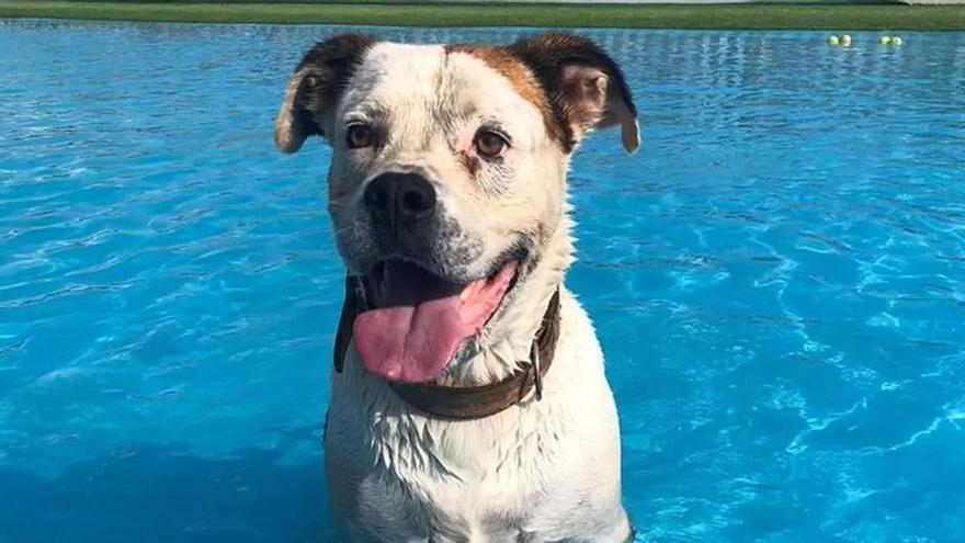 La Audiencia Provincial encuentra "indicios de criminalidad" en la muerte de Marley, el perro tiroteado por un policía local en Castelló