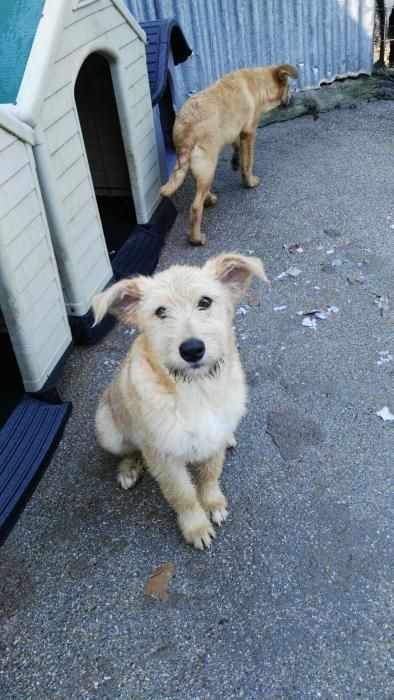 Cachorros abandonados en O Morrazo buscan un hogar