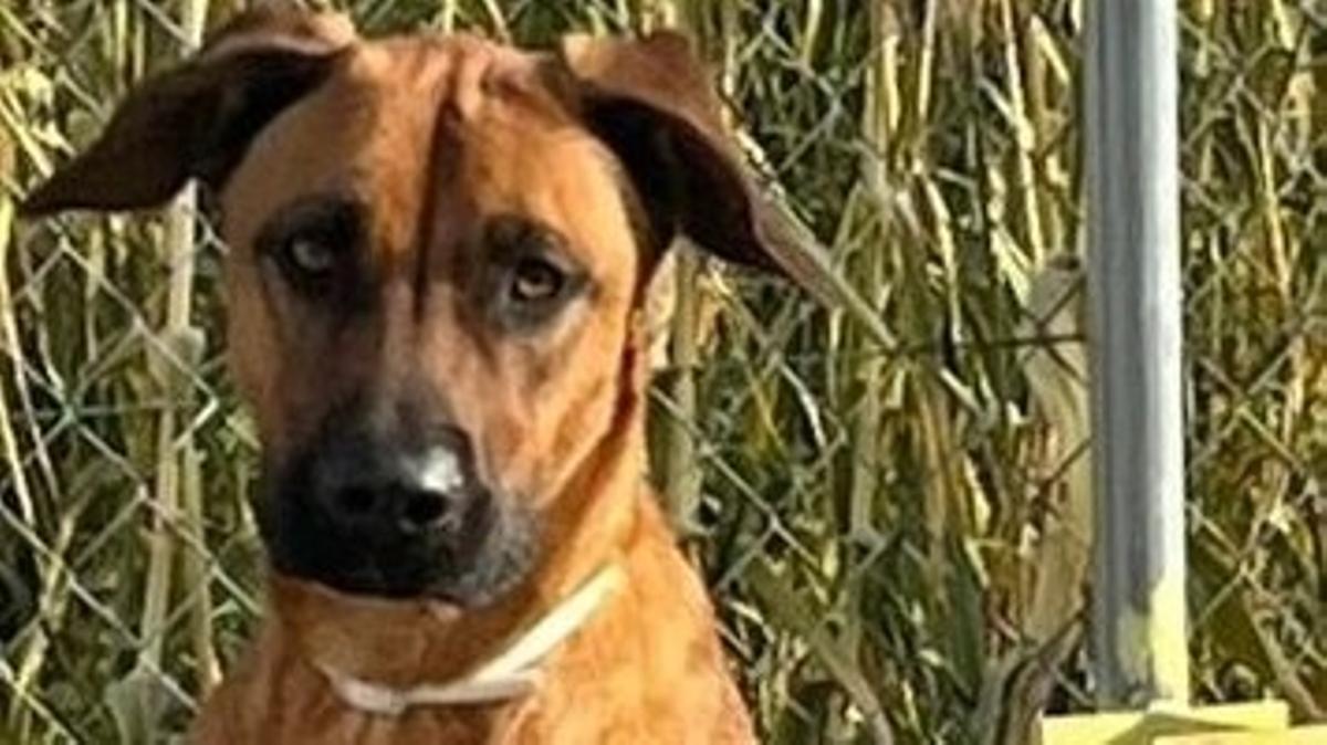 Dark vive en Polinyà.