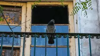 Las palomas se apoderan de un bloque de viviendas abandonado en el casco antiguo de Barcelona