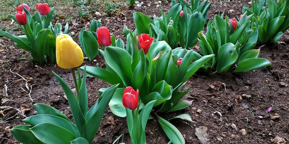 Tulipes. Arribada la primavera, les plantes ja comencen a fer la florida, com aquests tulipans a Sant Llorenç de Morunys. Té unes 100 espècies silvestres i moltes formes ornamentals obtingudes artificialment.