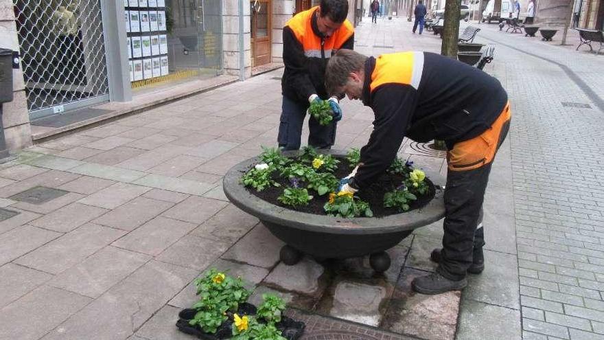 Renovación floral en las jardineras de San Pelayo, en Cangas