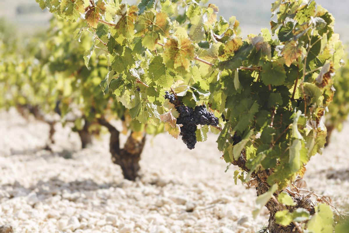 Conoce sus vinos de uvas 100% Monastrell procedentes de viñedos ecológicos y recolectadas a mano por personas experimentadas que trabajan siempre bajo la premisa del amor por la nuestro y por lo natural.