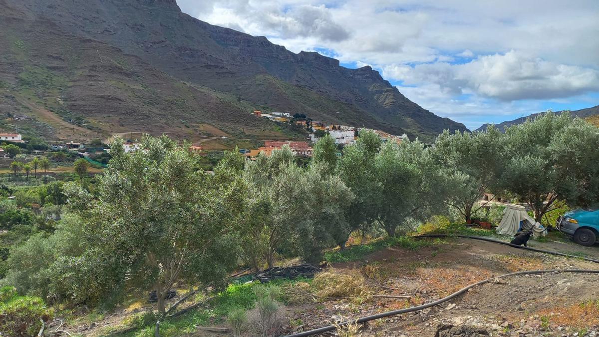 Imagen de una finca de olivos ubicada en el barranco de Mogán.