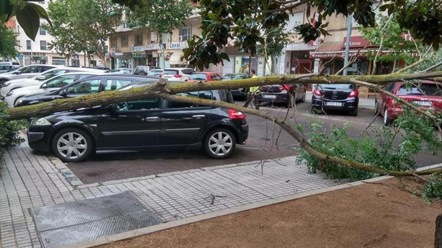 Una inesperada tormenta causa numerosas caídas de árboles
