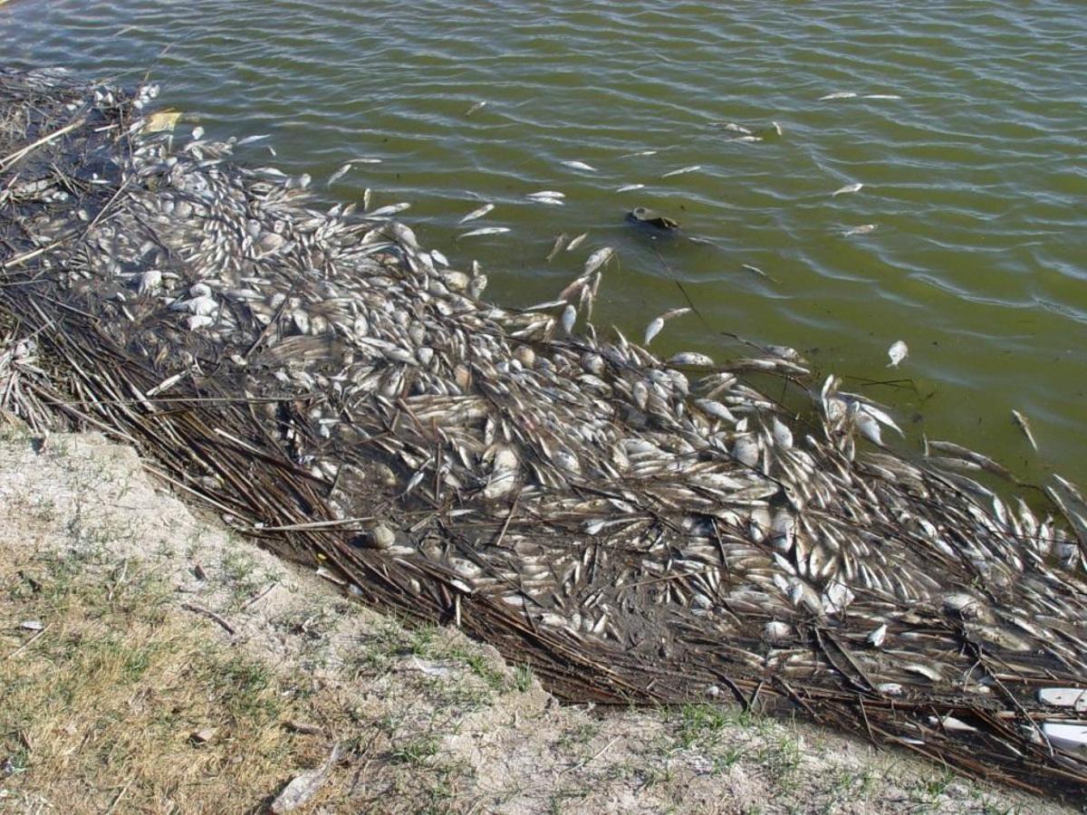 Peces muertos arrastrados a la costa estadounidense durante una floración tóxica de algas doradas.
