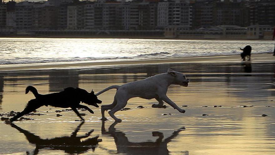 Perros corriendo en la playa