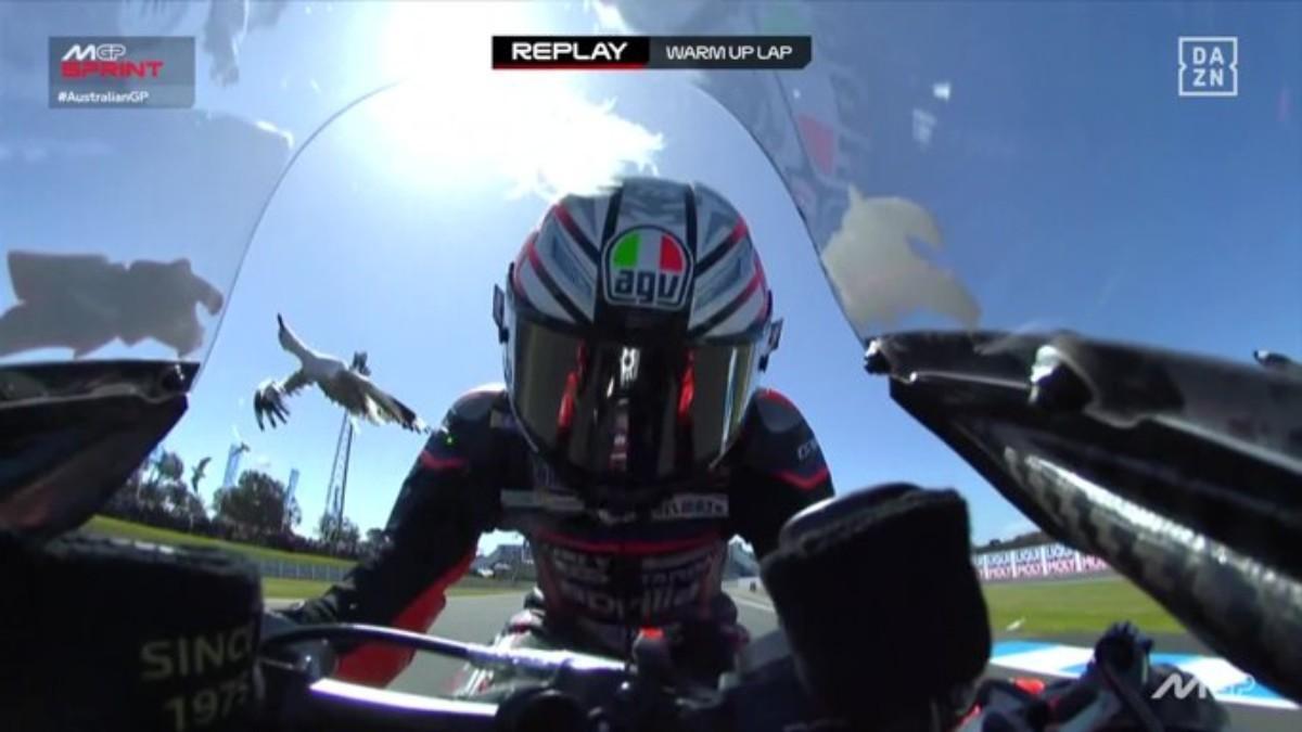 Unas gaviotas impactaron con la moto de Bezzecchi