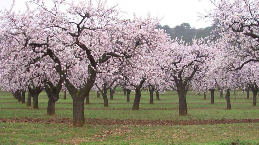 Los almendros de la Región, en peligro por la plaga de la avispilla que llega de Albacete