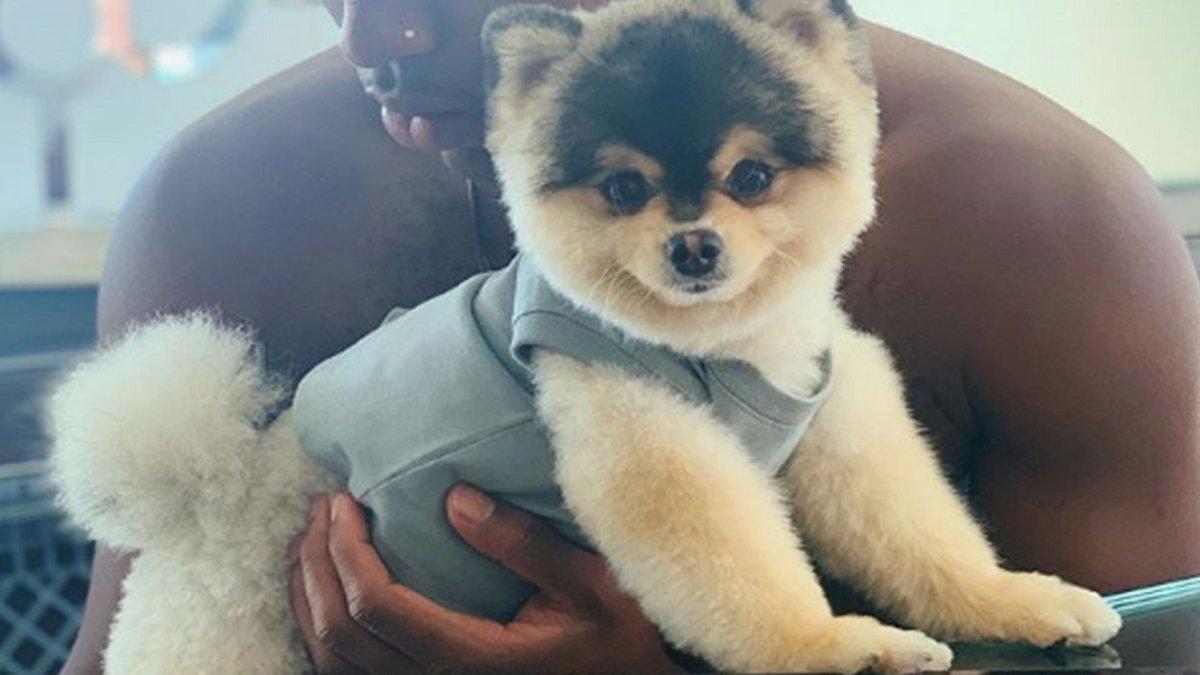 Daniel Sturridge denuncia el robo de su perro en su perfil de Instagram | Plano Informativo