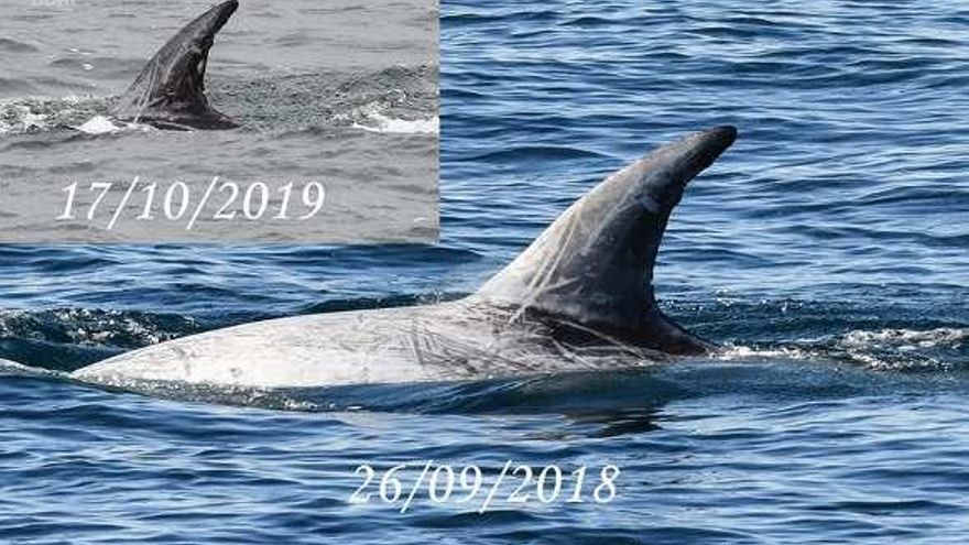 BDRI muestra las dos visitas a la ría del mismo delfín. // BDRI