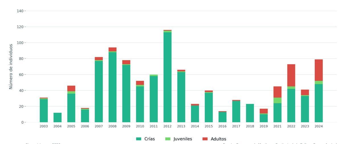 Evolución de las muertes de ballena franca austral en la zona en los últimos años, con el récord de 2012