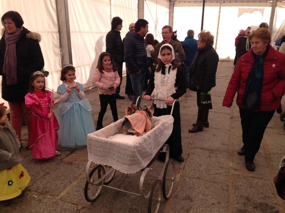 Carnaval en Toro: Concurso de mascotas