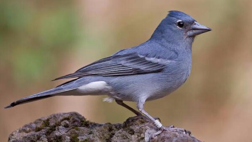 Pinzón Azul.